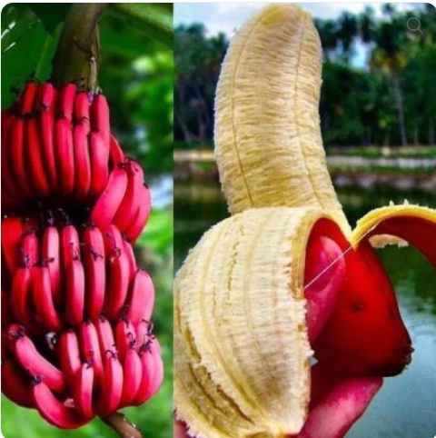 Red Banana Plant
